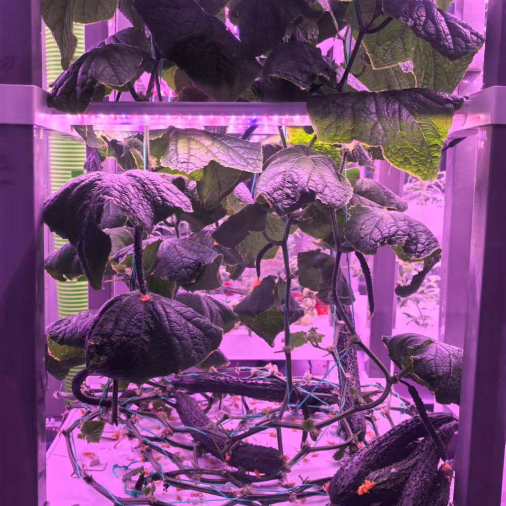 nt China Hydrokultur Grow Box  - đánh giá và giá Home Automation Systems Diy